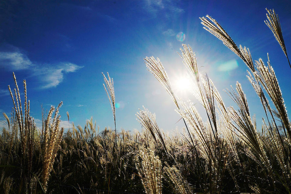 Kristi himmelfartsdag